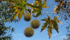 דולב מזרחי בגן הבוטני של אוניברסיטת תל-אביב (צילום: יובל ספיר)