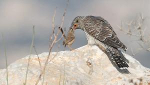 גוזל קוקייה ומדברון (צילום: יגל ימין)