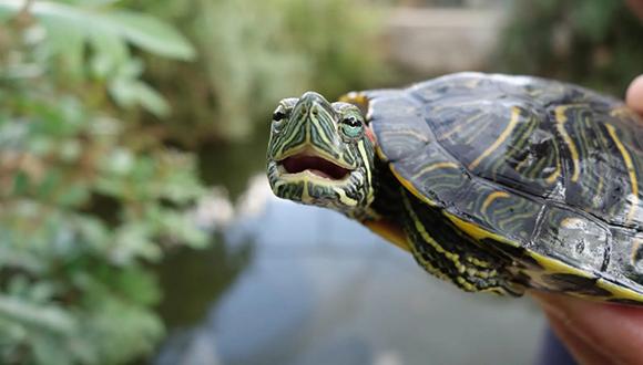 פרה-הסטורי. צב אדום אוזן