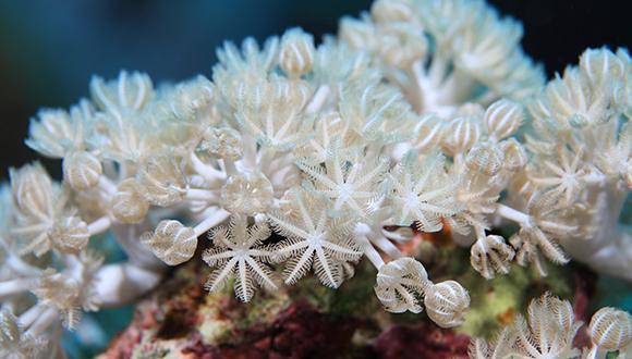 האלמוג הרך קסניה אומבלטה האלמוג הרך קסניה אומבלטה