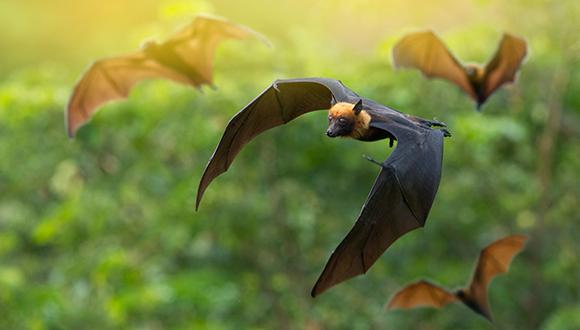 אסטרטגיות התקיפה וההגנה של עטלפי הפירות אסטרטגיות התקיפה וההגנה של עטלפי הפירות