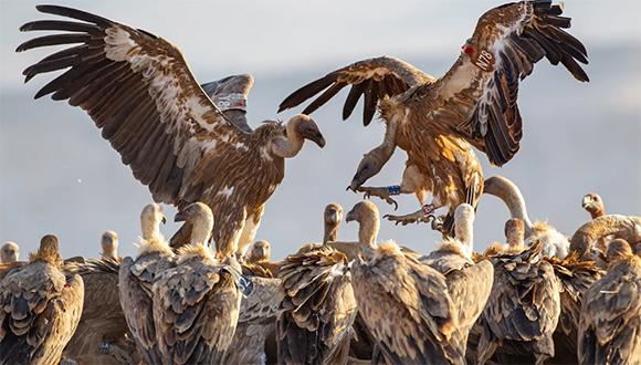 מלכי השמיים. נשרים מקראיים (צילום: יורם שפירר) מלכי השמיים. נשרים מקראיים (צילום: יורם שפירר)