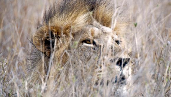 מנגנון ההסוואה בטבע כמודל ניתוח חישובי מנגנון ההסוואה בטבע כמודל ניתוח חישובי